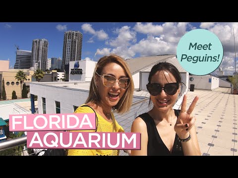 在坦帕的佛羅里達水族館與企鵝見面