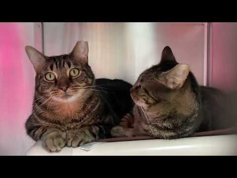 Moo Moo and Marble, an adopted Tiger in Clifton, NJ_image-1