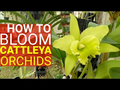 SECRETS OF MAKING CATTLEYA ORCHIDS TO FLOWER | HOW TO BLOOM TECHNIQUE