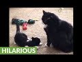Kitten Uses Hilarious Technique To Attack Adult Cat