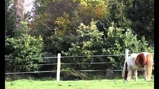 preview picture of video 'fer et les autres poneys shetlands de la ferme de la grande ferriere'