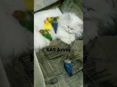 Lovebird &Cat #parrot #birds #lovebird #ytshorts