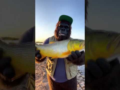 Pescando en esquina corrientes 🌱👣🦍🌱 #shortsfeed #humor #parati