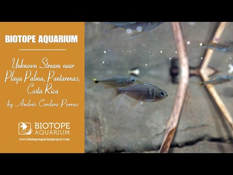 #BAC2025 Unknown Stream near Playa Palma, Puntarenas, Costa Rica. By Amadeo Hernández Pérez