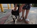 Tuxedo Kitten Wants To Play After Eating