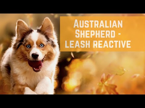 The Balanced K-9, LLC video.