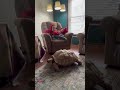 Who needs a dog? Jk #sulcatatortoise #sulcata #tortoise #swetlandtortoises