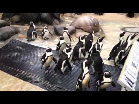 Pinguine sind immer witzig