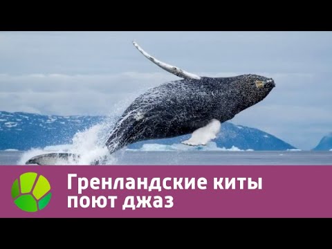 Гренландские киты поют джаз | Живая Планета