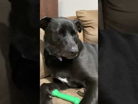 Cute little baby | 😩❤️❤️❤️ | niveswirl #shorts #dog