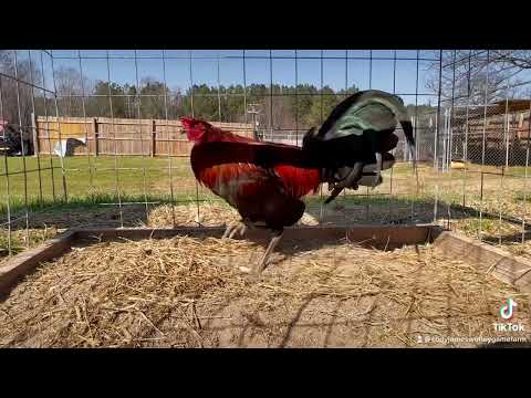 Worley Sweater McRae