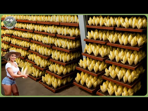 How Millions Of Belgian Endive Buds Are Processed – Massive Belgian Endive Farming In Dark Room