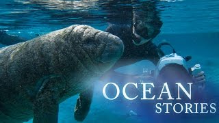 Ocean Stories 2 – Manatees and Molas