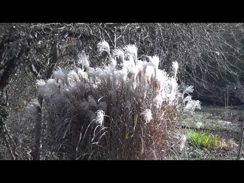 シルバーススキ 植物