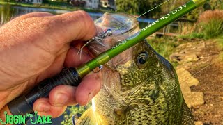 INSANE PANFISH ACTION from an URBAN POND! Which Bait Caught MORE Fish? Plastics or Hair Jigs?