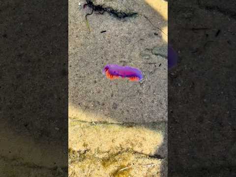 What I Found in the Tide Pools Blew My Mind! 🐟 🦀