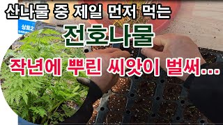 산나물 중 제일 먼저 먹는 전호나물, 작년에 뿌린 씨앗이 벌써 올라왔어요.(산나물 재배, 전호 나물 재배, …