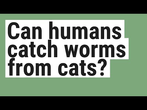 Can humans catch worms from cats?