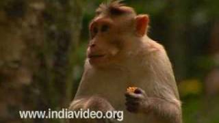 Wild Monkeys of Munnar
