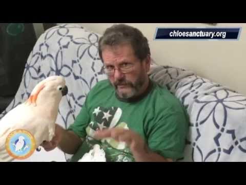 How I Assess Avian Quality of Life Myself At Home | Ep.16: QOL | Cockatude: Cockatoos with Attitude