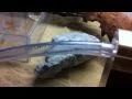 Ants in aquarium 