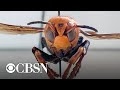 "Murder hornet," invasive insect from Japan, found in the U.S.