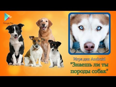 Знаешь ли ты породы собак? Video
