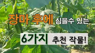 장마 후에 심을 수 있는 6가지 추천 작물! #주말농장  텃밭 가꾸기.