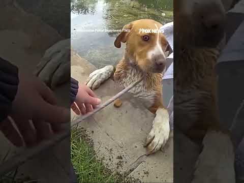 A dog in trouble was rescued from a pond at a Colorado golf course #shorts #dog #rescue #usa #us