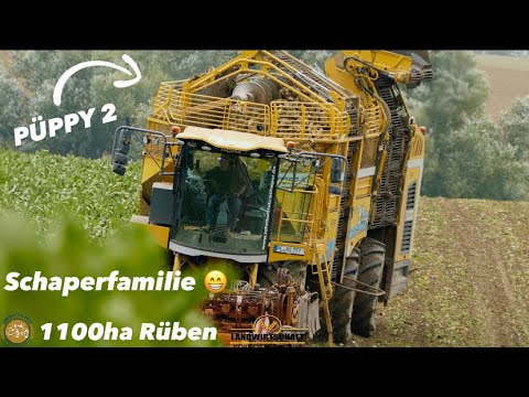 Rübenernte bei der Schaperfamilie 😁 Ganze 1100ha Rüben galt es mit einem Ropa Tiger 6S zu Roden