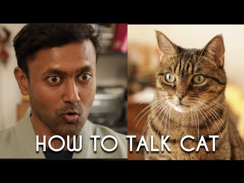 How to Talk to Your Cat | Learn CAT 101