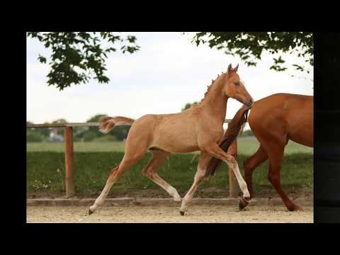 DANNY JUNIOR HF v. Danny Gold - Popkorn WE