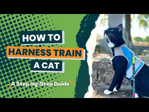 How To Harness Train Your Cat In 6 Easy Steps!