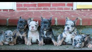 Video preview image #1 French Bulldog Puppy For Sale in LITITZ, PA, USA