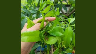 Download lagu Raih Mimpi Bareng Kamu mp3 Download lagu Raih Mimpi Bareng Kamu mp3