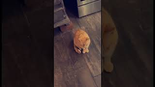 It’s you and me (cool cat video)