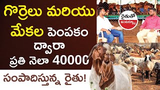 Goat And Sheep Farming In Telugu - Guide for Beginners Business Plan |  Investment | Profits | Taher