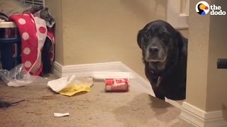 Dogs Who Are Guilty AF | The Dodo