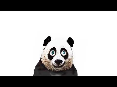 The Animal Sounds Panda Barks Growls   Sound Effect   Animation