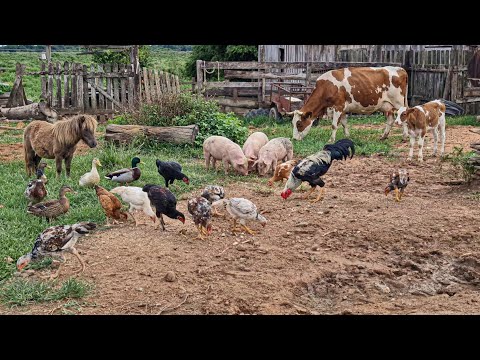 UM PARAÍSO A CÉU ABERTO EM NOVO HORIZONTE DO NORTE, MATO-GROSSO