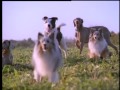 William Wegman Dog Baseball