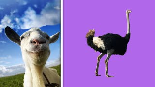 How to Unlock the Feather Goat (Goat Simulator)