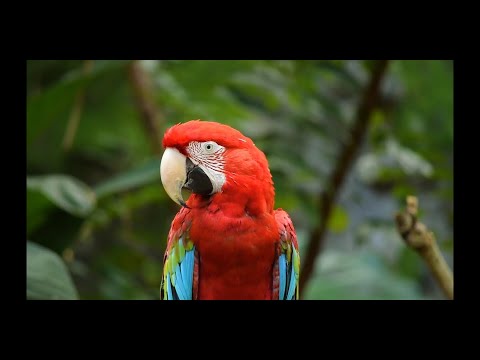beautiful nature and relax music with pets and animals | parrots and birds make your stress down