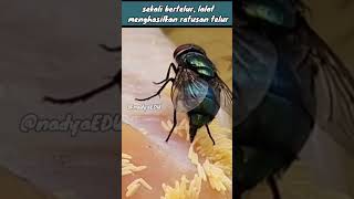 Download lagu This is How Flies Lay Eggs on Food! mp3