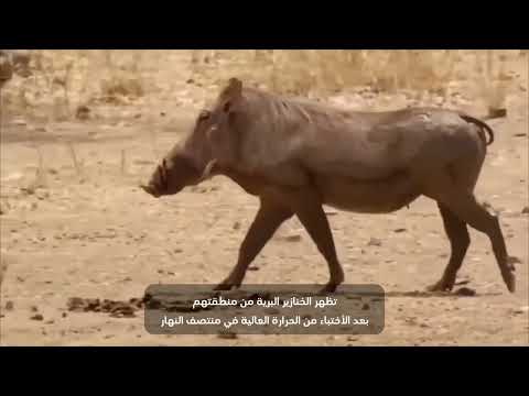 ATV/subtitling project