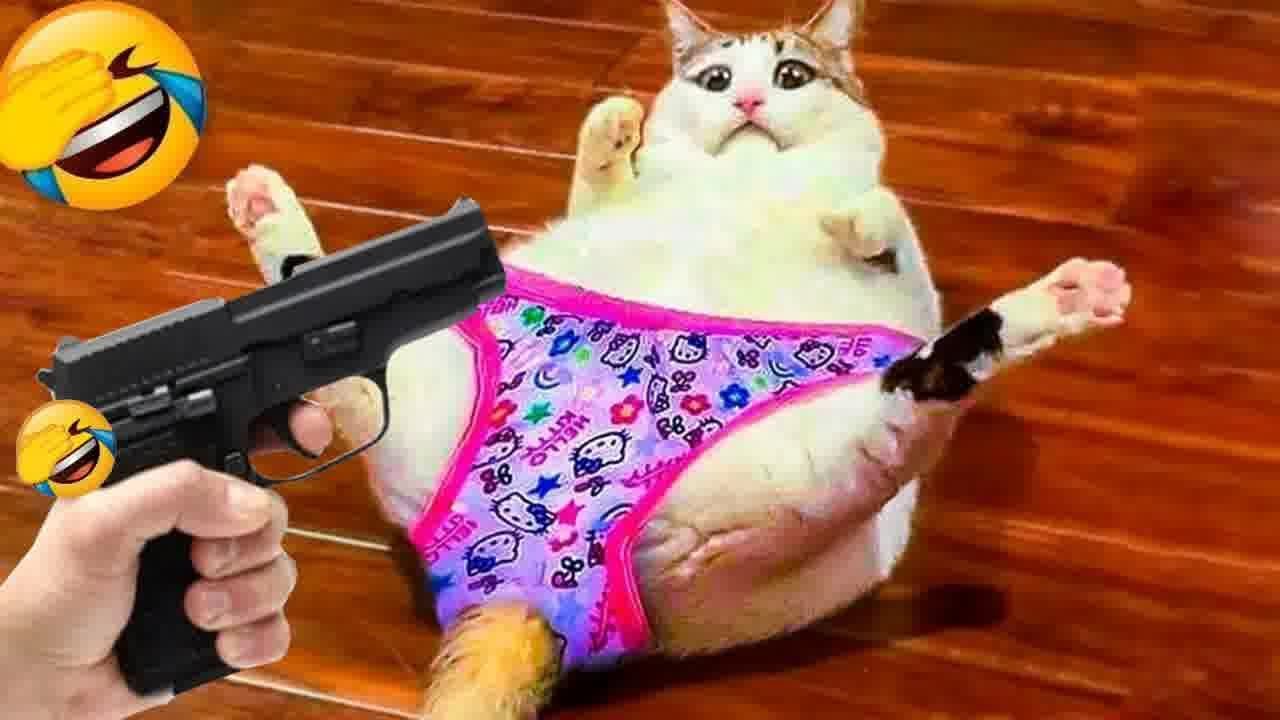 𝐂𝐋𝐀𝐒𝐒𝐈𝐂 𝐃𝐨𝐠 𝐚𝐧𝐝 𝐂𝐚𝐭 𝐕𝐢𝐝𝐞𝐨𝐬 🐱🐶🐱 𝟏 𝐇𝐎𝐔𝐑𝐒 𝐨𝐟 𝐅𝐔𝐍𝐍𝐘 𝐂𝐥𝐢𝐩𝐬 🐱 𝐂𝐮𝐭𝐞 𝐛𝐚𝐛𝐲 𝐚𝐧𝐢𝐦𝐚𝐥𝐬 𝐯𝐢𝐝𝐞𝐨𝐬 𝟐𝟎𝟐𝟒