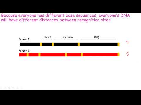 CCEA Biology A2 Unit 2: Gene Technology 1: PCR, Probes, Genetic Fingerprinting, Gel Electrophoresis