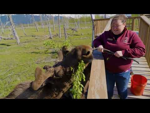 Welcome to the Alaska Wildlife Conservation Center!