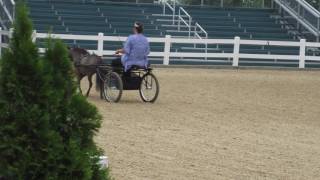 Stampede Of Love Demo at the Kentucky Horse Park