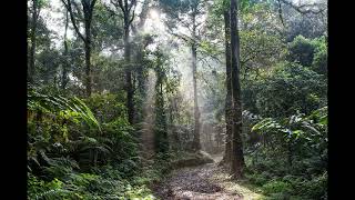 Download lagu Beautiful Instruments Sape Dayak For Relaxing mp3